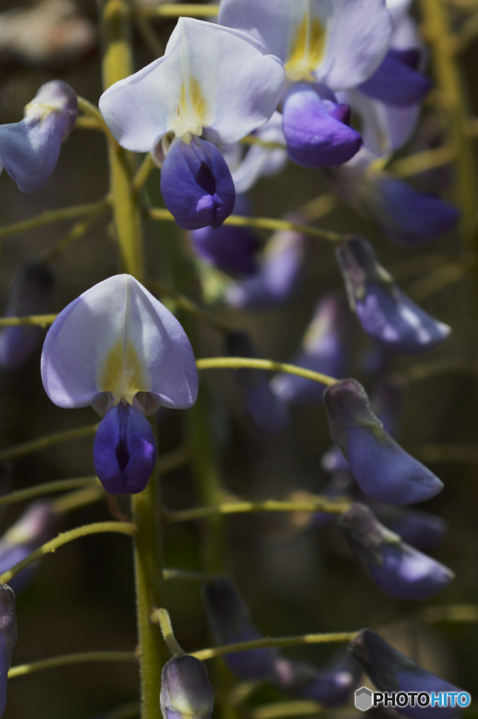 きれいと言える無邪気さ