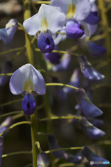 きれいと言える無邪気さ