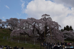 一本の桜に集まる人々