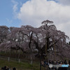 一本の桜に集まる人々