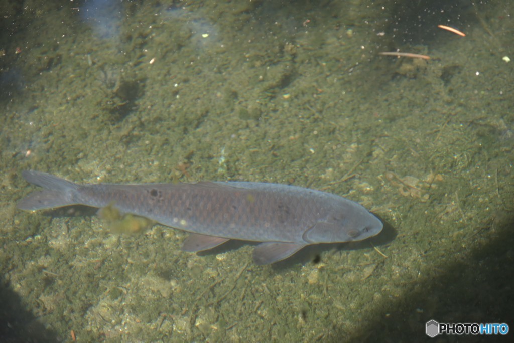 本物の主です。