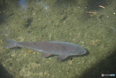 本物の主です。