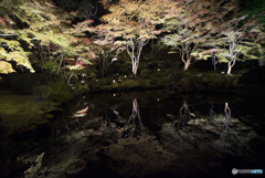 Autumn leaves reflected in the pond