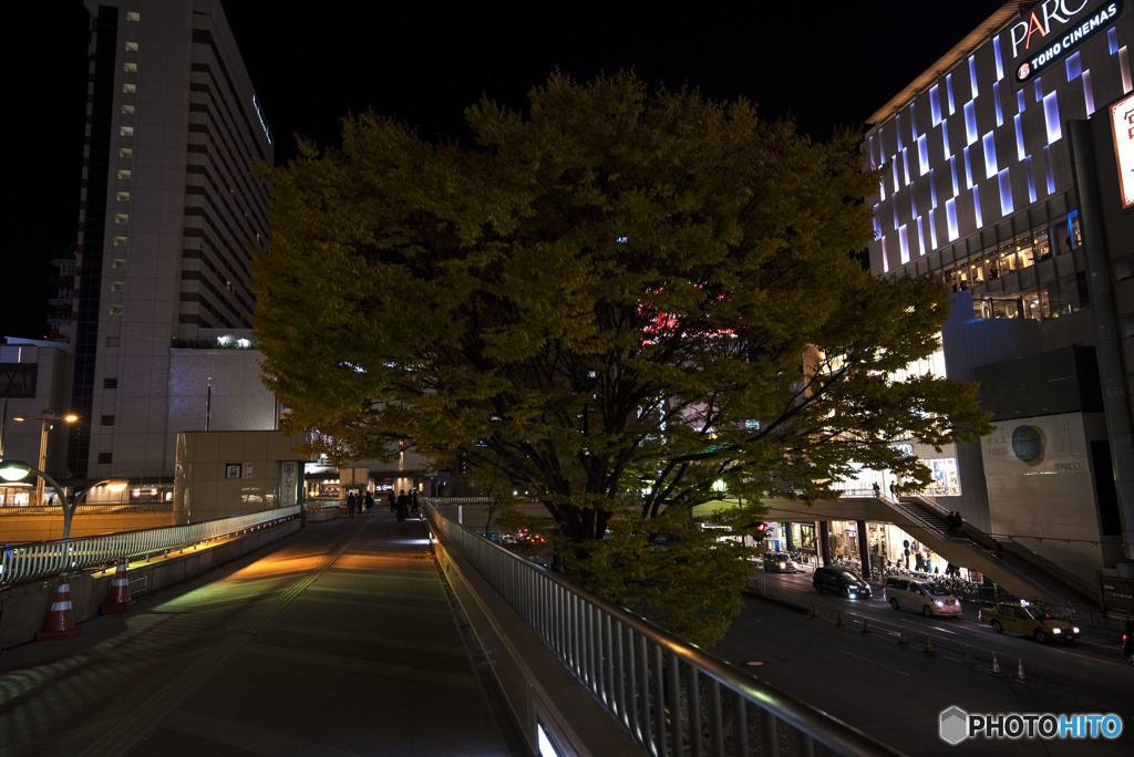 涙をふいて　鳴呼　夜汽車に揺れながら