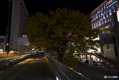 涙をふいて　鳴呼　夜汽車に揺れながら