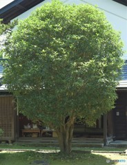 時を見て木ました。