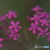 夢の中へ僕を連れて行って【綺麗な花が咲く所へ】