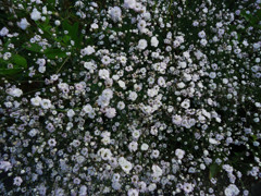 野に咲く小さな花