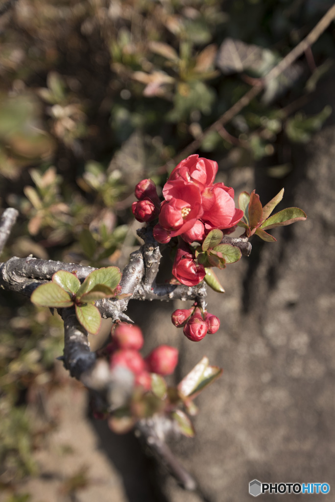 つぼみでいたい。