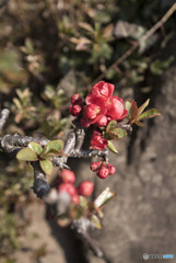 つぼみでいたい。