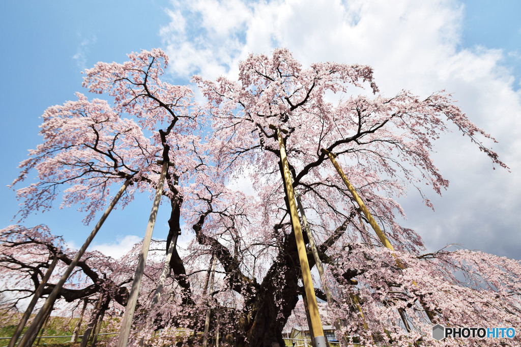 緊張しながら見た桜　初めてです。