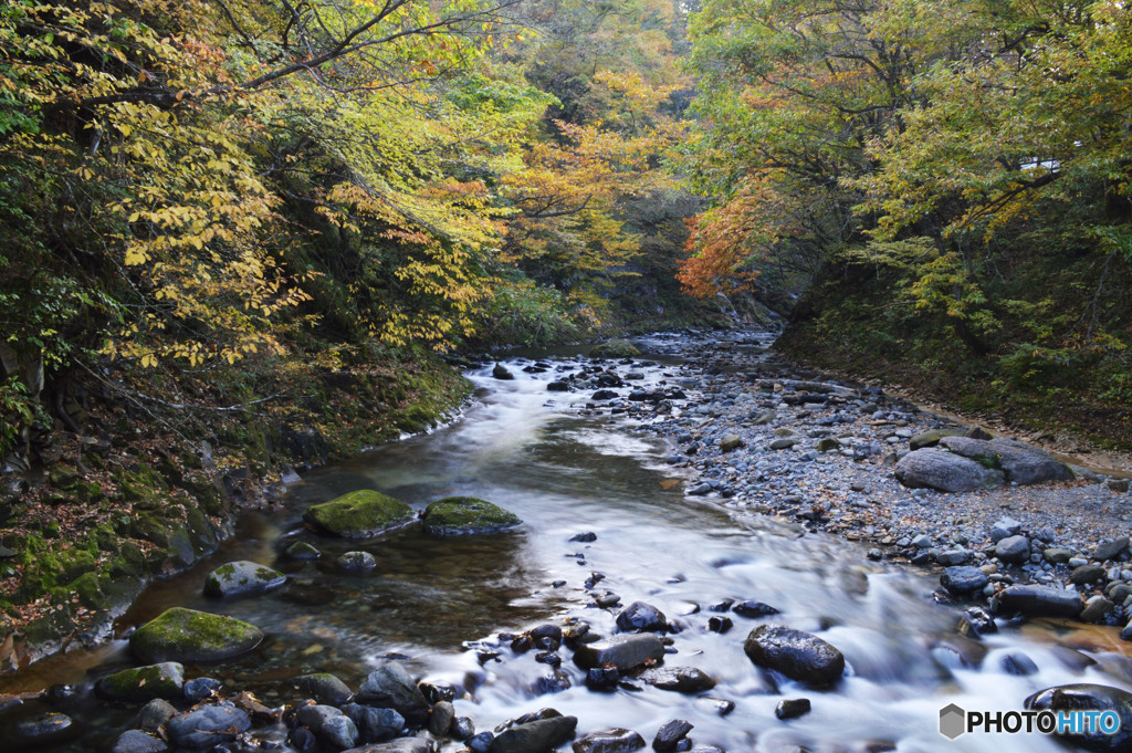 逢いたいと叫んでみたら 熊が…