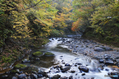 逢いたいと叫んでみたら 熊が…