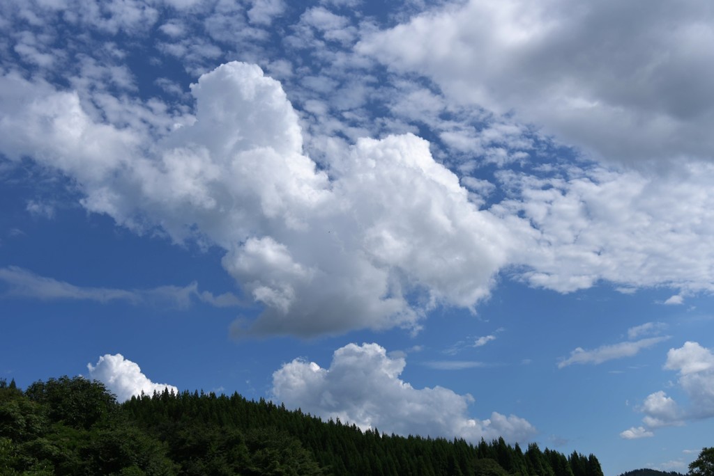 頑張る夏空
