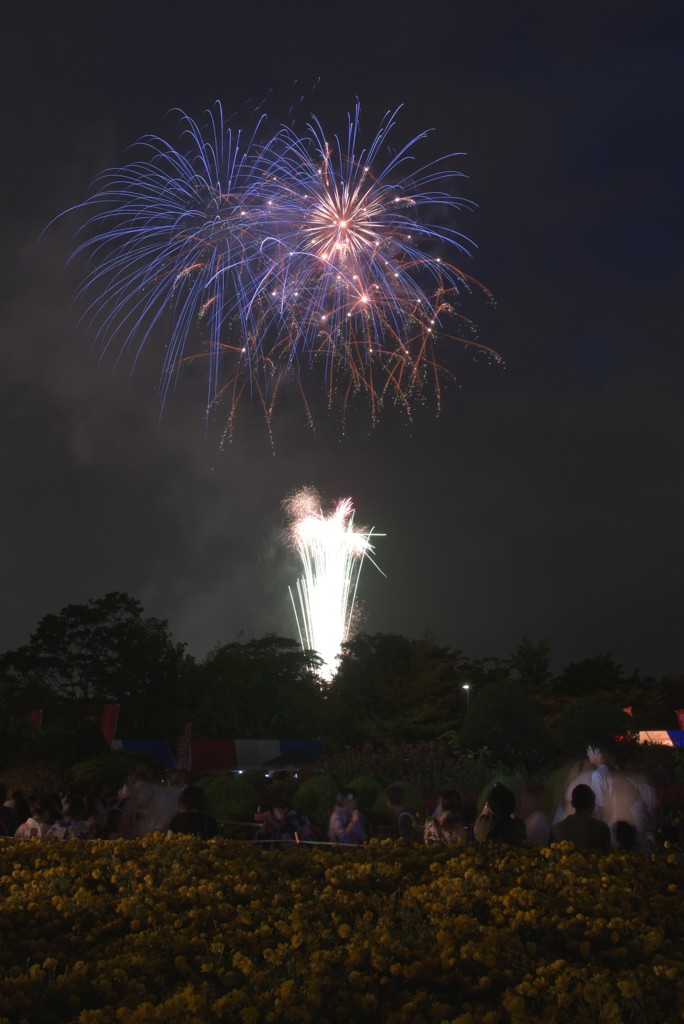 夜空に咲く紫陽花