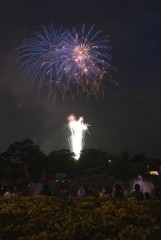 夜空に咲く紫陽花