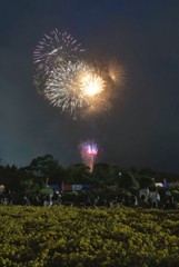 咲きたい私を雲が邪魔をする