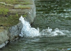 みゃ～～ぉ（餌が無い＞＜）