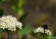 Delicious flowers?