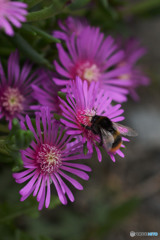 May I ask is it delicious?