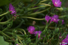 何かを見つける旅