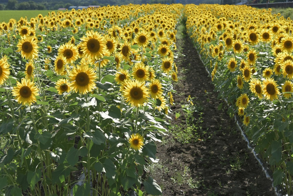 46号線に咲くひまわり