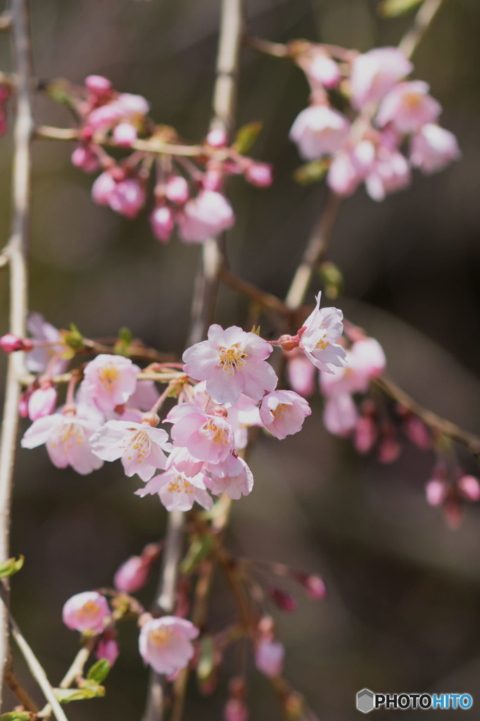 The season when cherry blossoms bloom