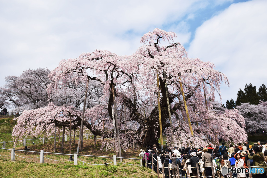 ハッキリ言って最高の桜ですね＾＾