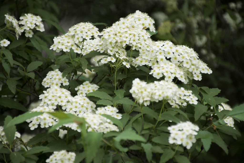 やっと逢うことが出来た。