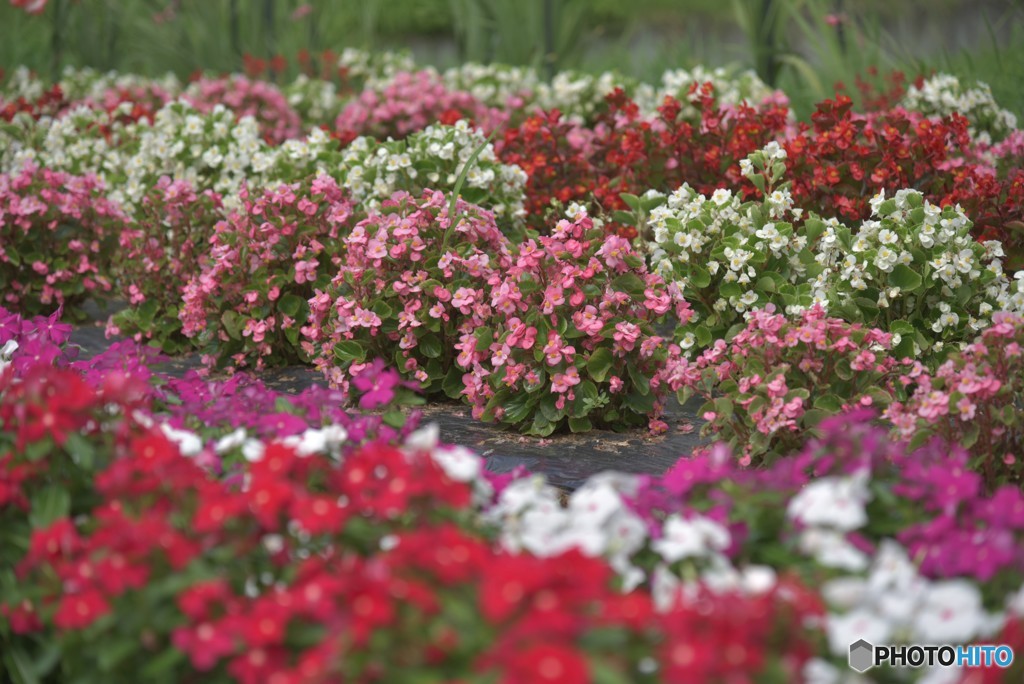 綺麗に咲いたのに気づいて【道端の花々】