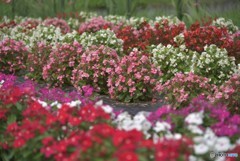 綺麗に咲いたのに気づいて【道端の花々】