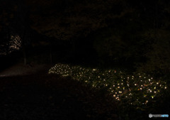 白い天使が舞う