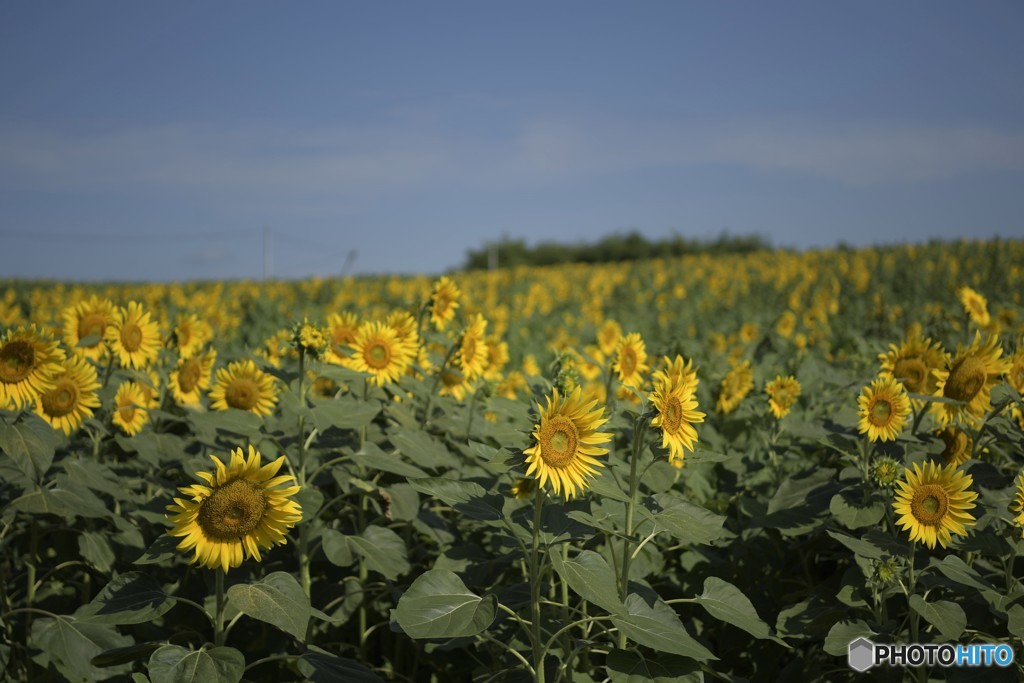 ひまわりは　何故？