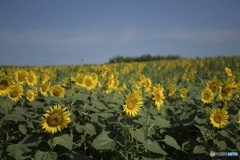 ひまわりは　何故？