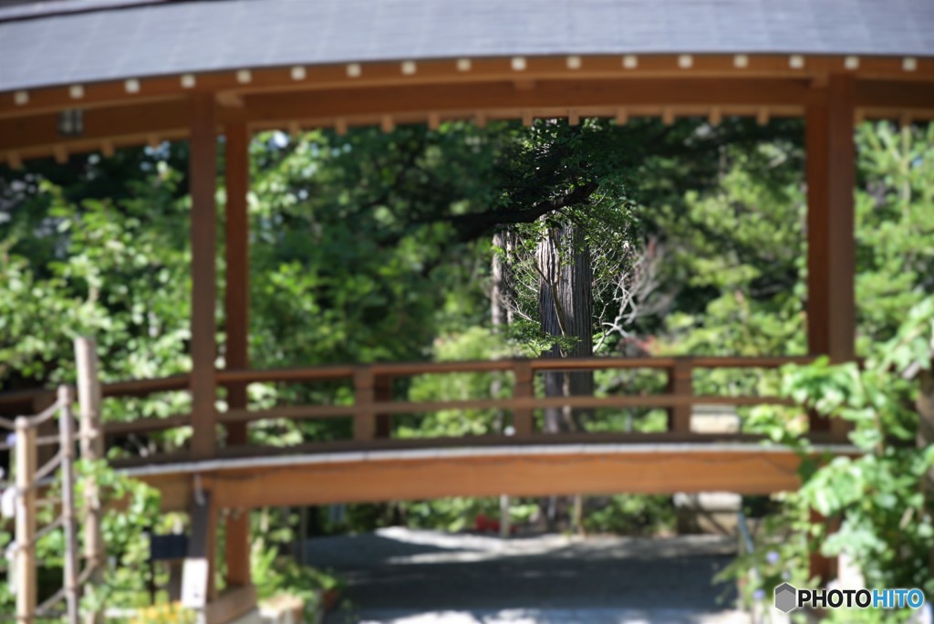 沢山のカップルを見守って木ました。