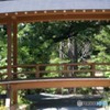 沢山のカップルを見守って木ました。