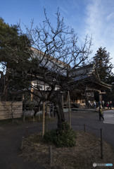 私だってオシャレをします。