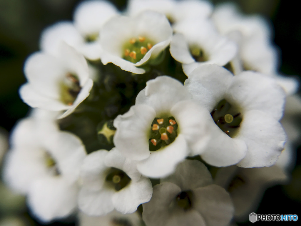 恋心　なぜに切なく胸の奥に迫る