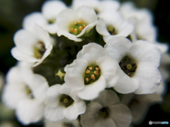 恋心　なぜに切なく胸の奥に迫る