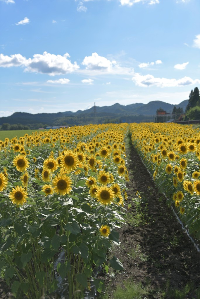季節外れなのかな？