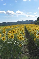 季節外れなのかな？