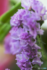 マクロレンズを使って　