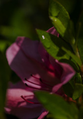 Water droplets give off light