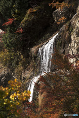 藤花の滝