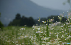 野に咲く花