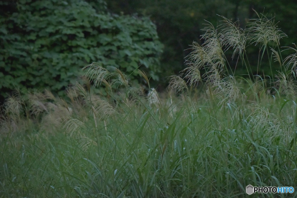 立秋の頃【小さな秋みつけた】
