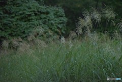 立秋の頃【小さな秋みつけた】