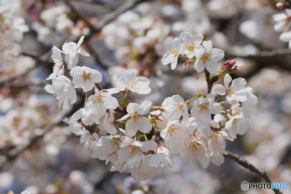 White cherry tree