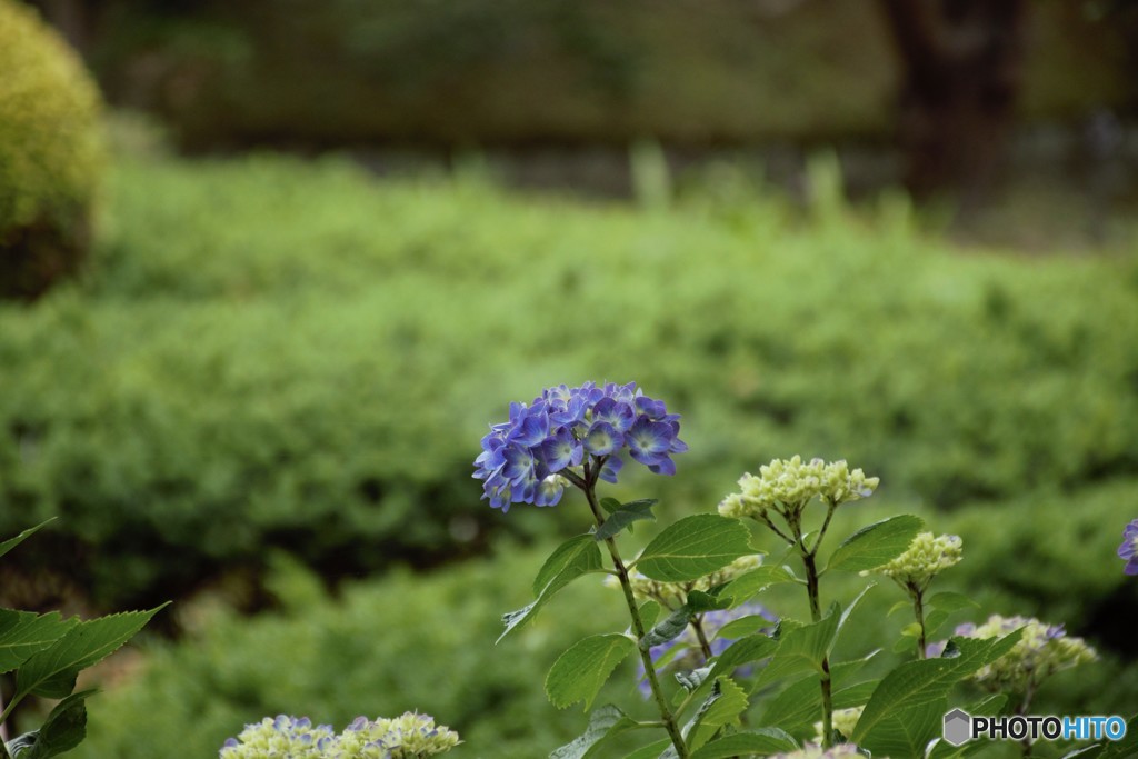 季節外れの私です。【天然】