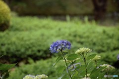 季節外れの私です。【天然】